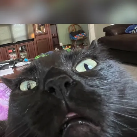 blackcat.jpg