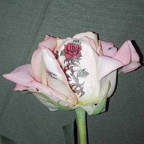avatar-196d917d-cbd3-4857-b98b-2a27368c740f.jpg