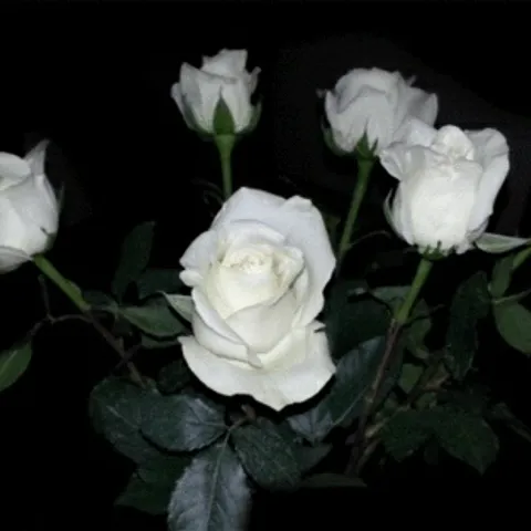 avatar-c5ee0a27-bc6d-4b3b-a8c3-d0bb95215094.png