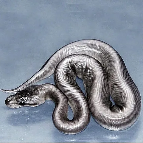 avatar-f2a5a595-8ab9-4b2a-81eb-ffd8195b3e20.jpg