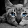 Katze4